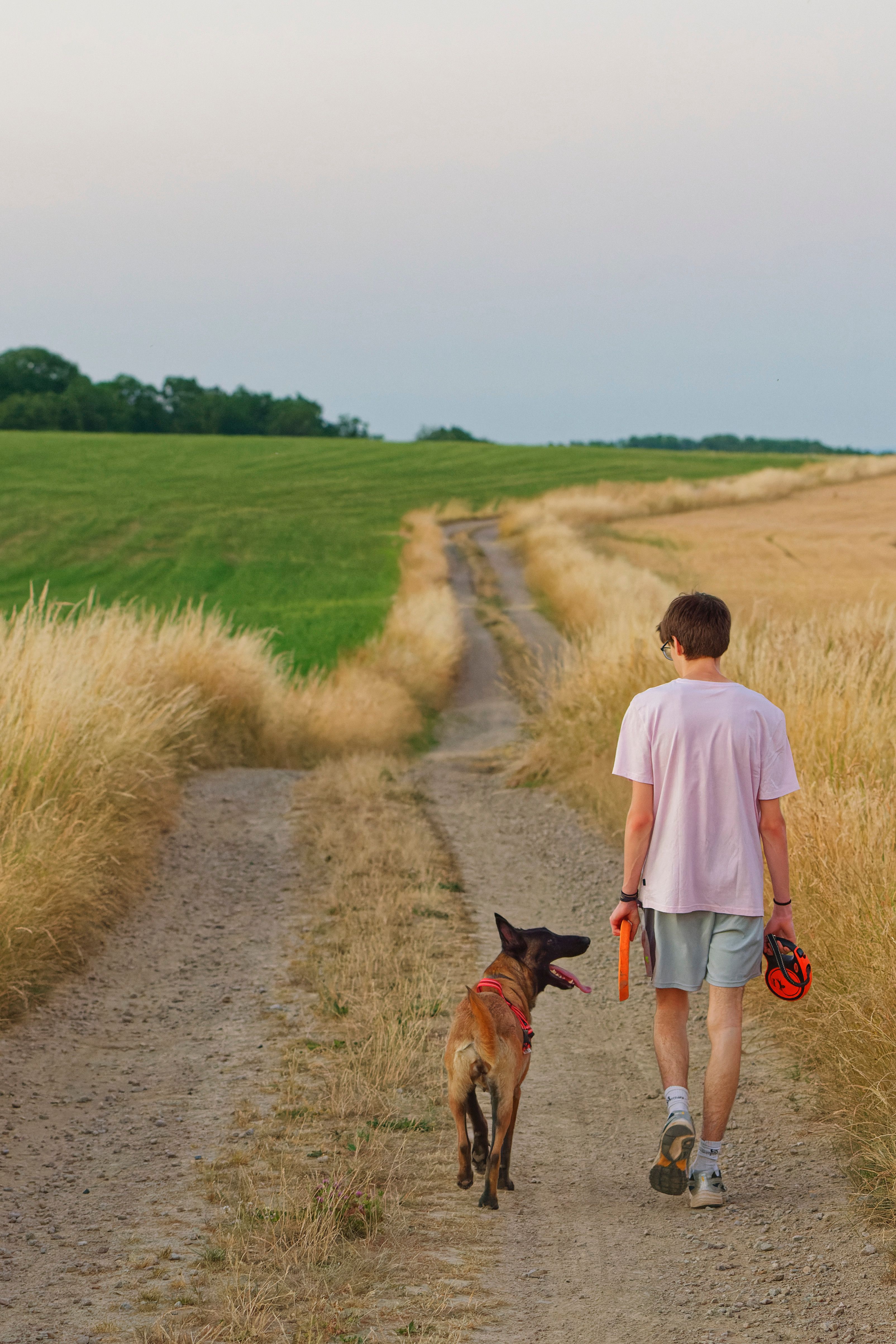 A 15 year old student walking a dog for a neighbor